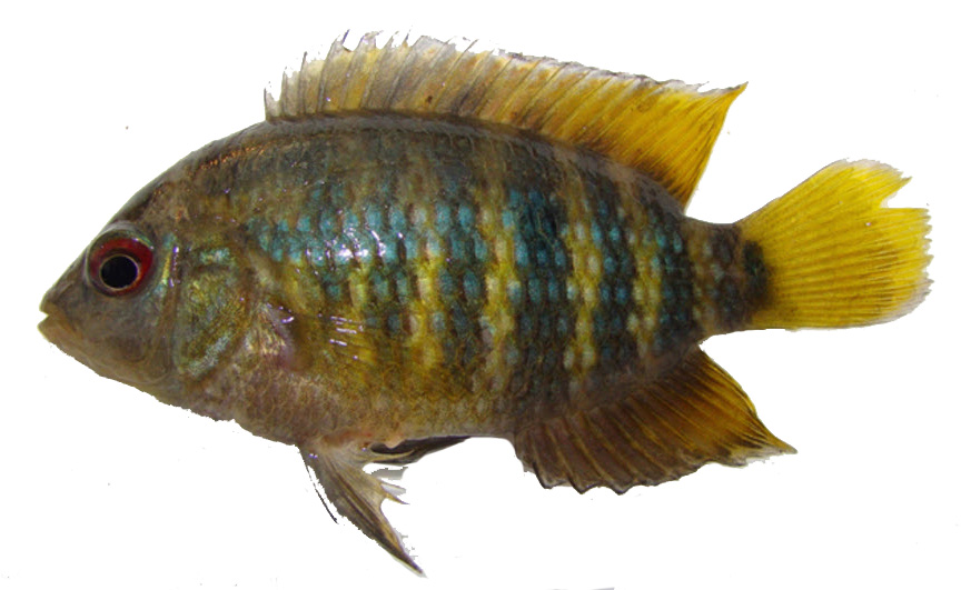 Australoheros facetus_03.jpg